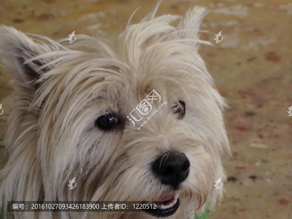 狗臉