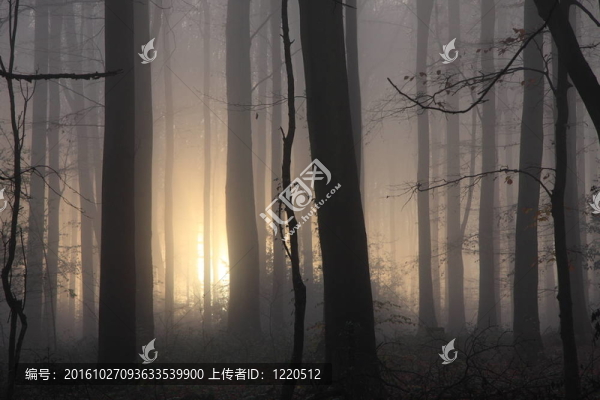 霧蒙蒙的早晨，林地