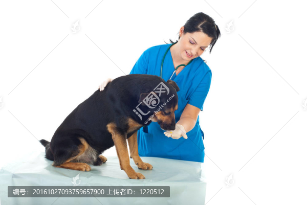 獸醫(yī)給狗丸