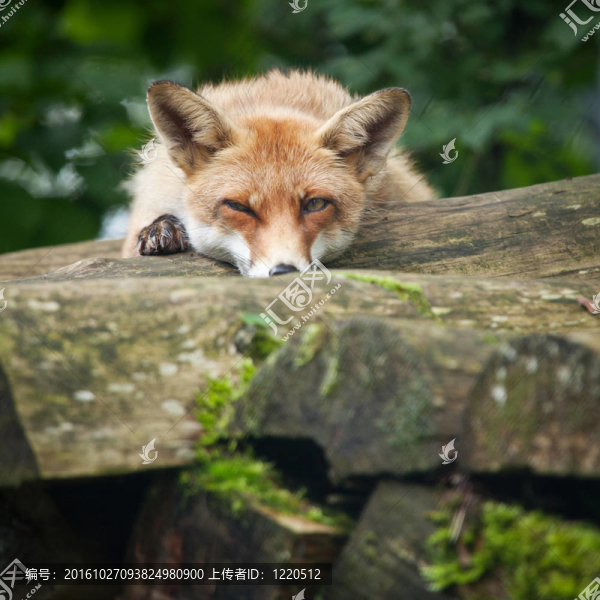 紅狐貍（Vulpes,vulpes）