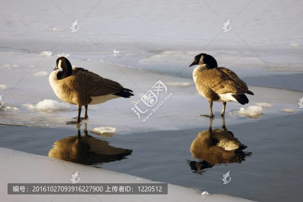 鴨子在池塘里