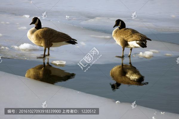 鴨子在池塘里