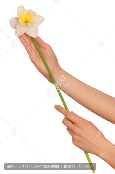白水仙