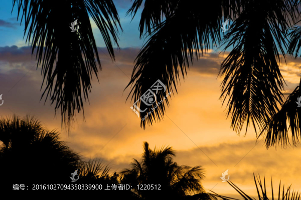 棕櫚樹在夕陽的剪影