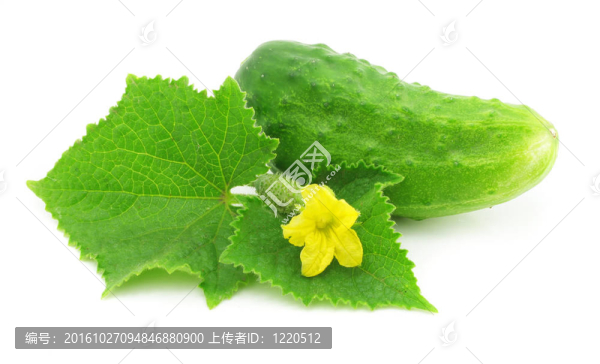 綠色黃瓜蔬菜水果