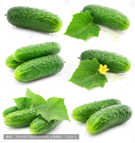 綠色蔬菜水果黃瓜葉片分離
