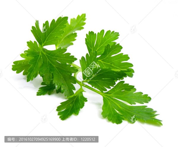 新鮮香菜綠色天然食品分離