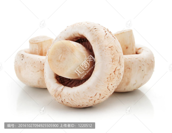 成熟果實(shí)中分離得到的香菇香菇