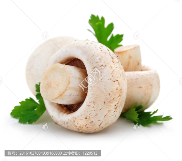 香菇香菇水果綠色的香菜葉