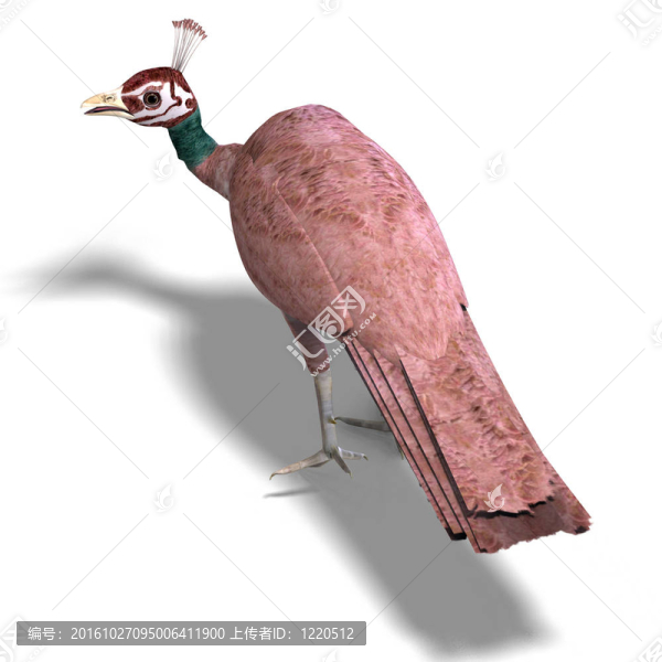 美麗的孔雀和孔雀女。3D渲染與剪輯路徑和陰影超過白色