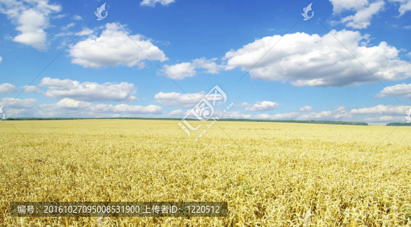 小麥田