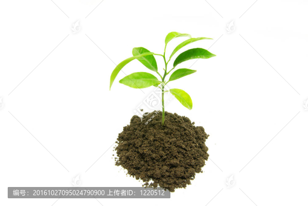 綠色植物