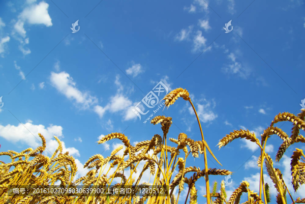 小麥在天空