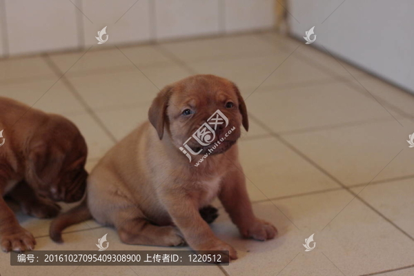 波爾多獒犬藏獒幼犬