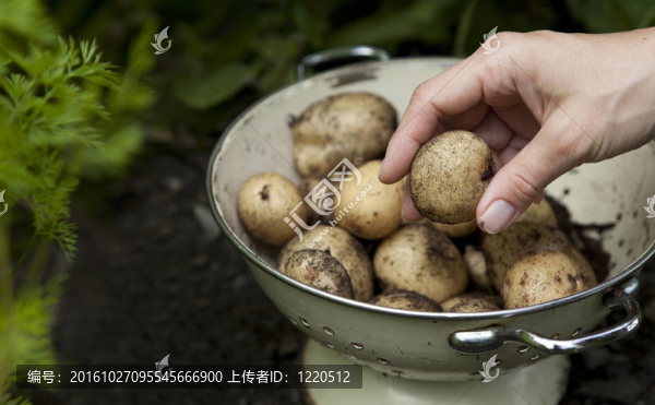 土豆就挖在漏勺