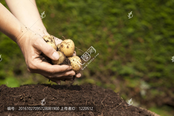 屈指可數(shù)的幾家本土土豆