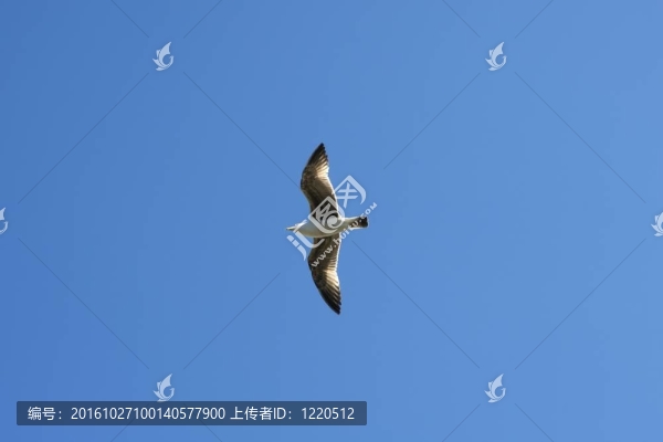 從藍(lán)天下放飛海鷗鳥瞰