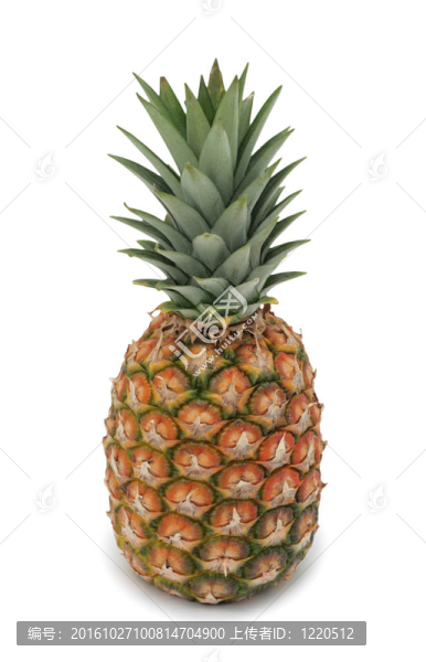 菠蘿；分離