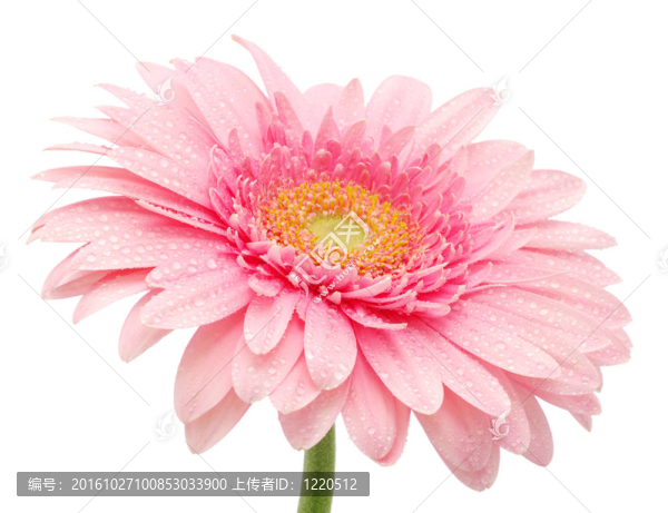粉色非洲菊