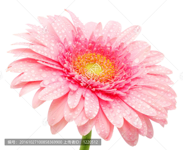 粉色非洲菊