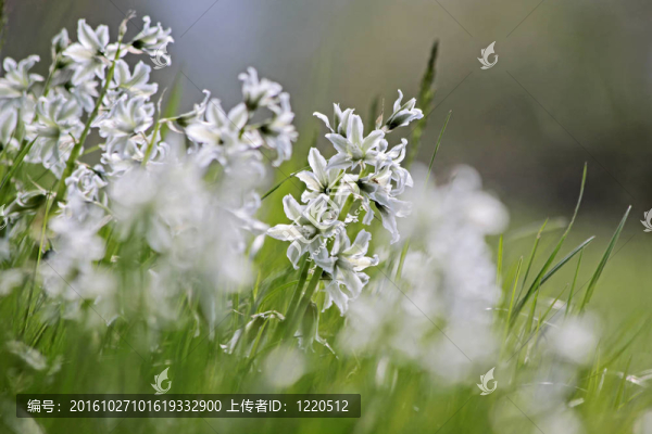 Ornithogalum垂穗披堿草