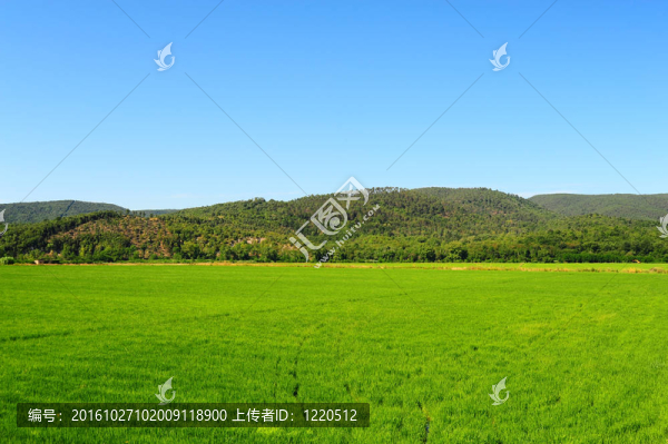 稻田