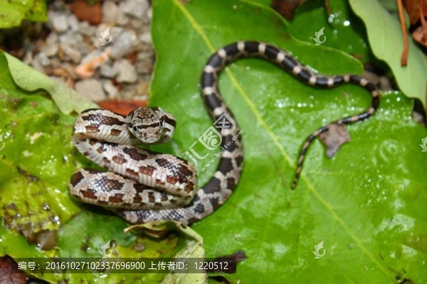 Gray,Rat,Snake（錦蛇obsoleta）