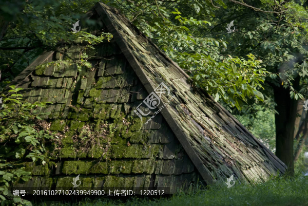 屋頂上的苔蘚