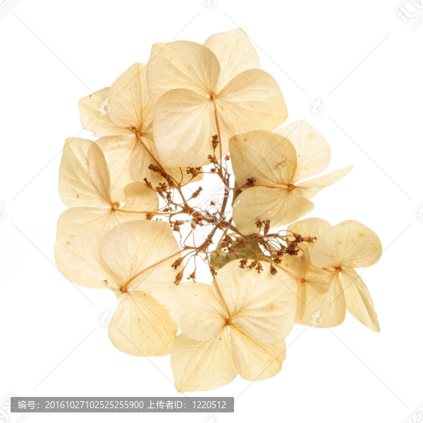 干燥的繡球花