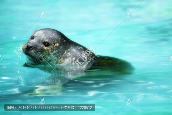 海獅（otarriinae）尋找水