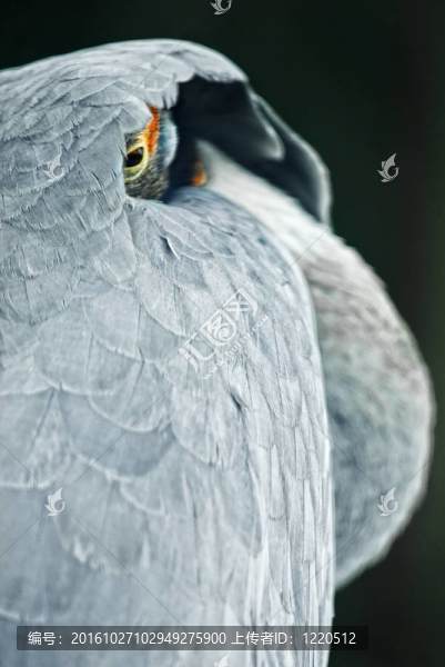 Sarus,crane（赤頸鶴）