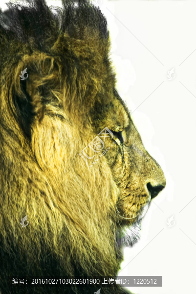 雄性獅子頭（獅子）；切斷