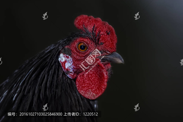一個黑公雞的肖像（雞）
