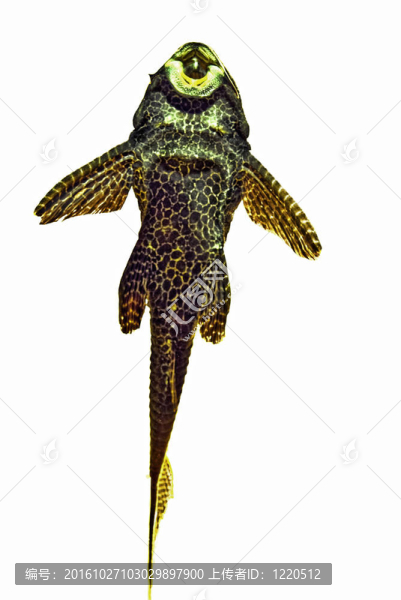 淡水catfisch（pterygoplichthys,gibbiceps）剪