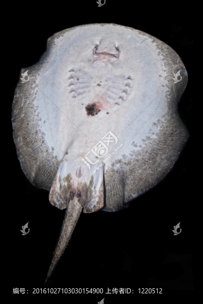 一條黃貂魚底（江魟科）