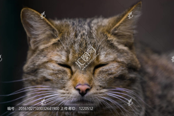 歐洲野貓（Felis,silvestris）
