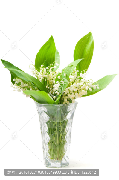 花瓶上的百合花