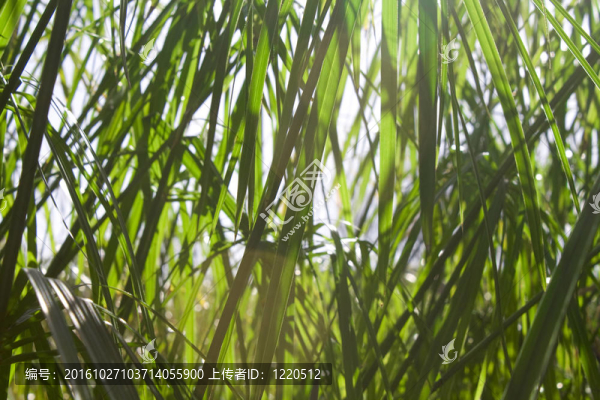 草