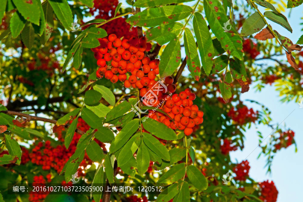 Rowan的漿果