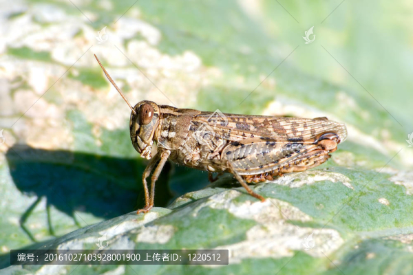 蚱蜢