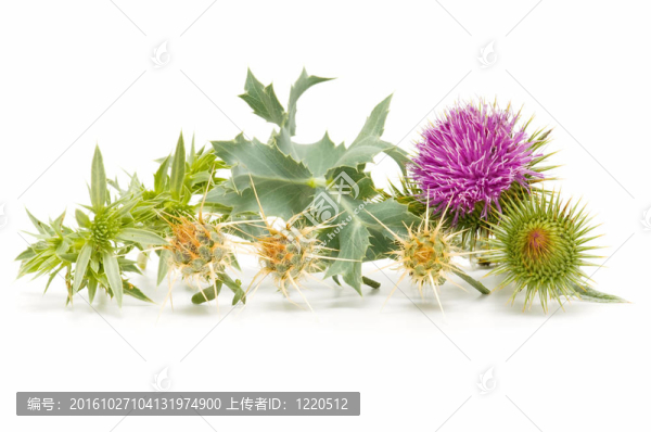 野薊