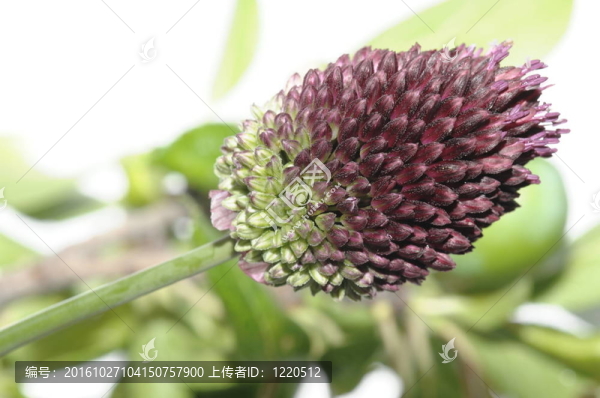 野生植物