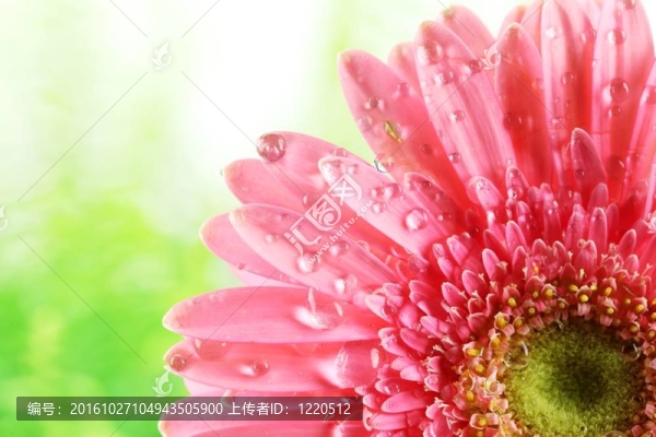 鮮粉紅的菊花與水滴