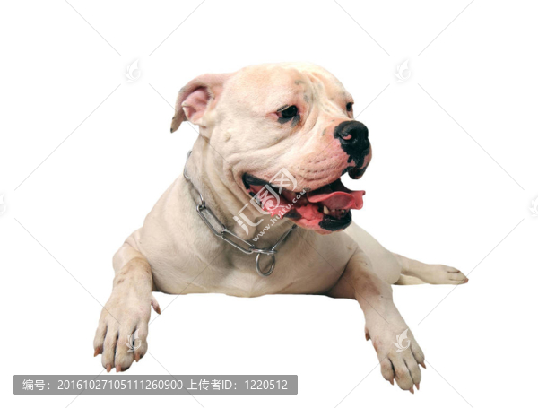 美國斗牛犬