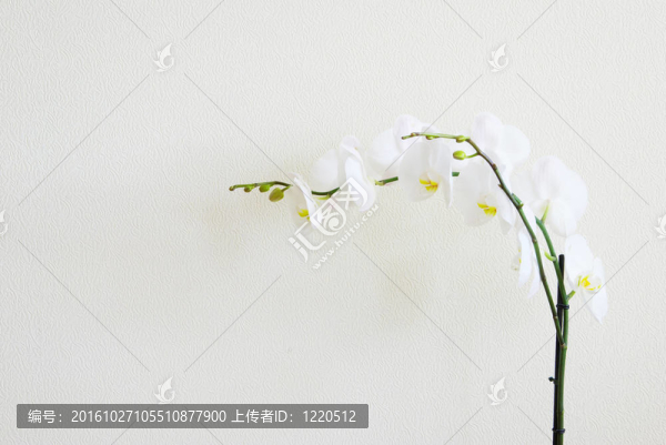 白蘭花