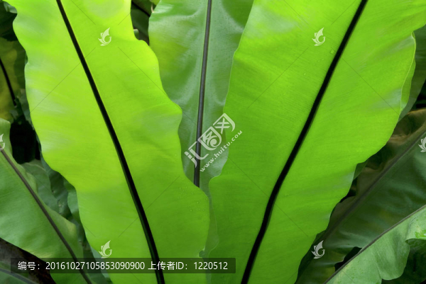 鳥(niǎo)巢蕨展開(kāi)