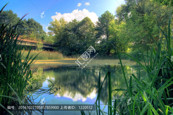 夏季森林景觀