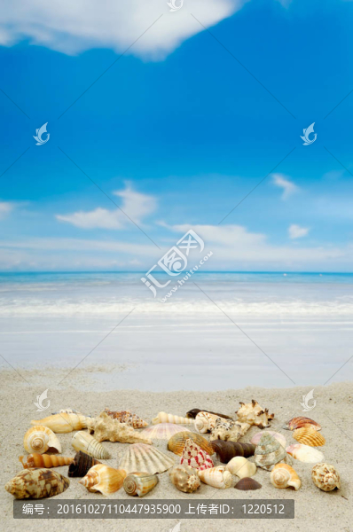 海灘貝殼收藏