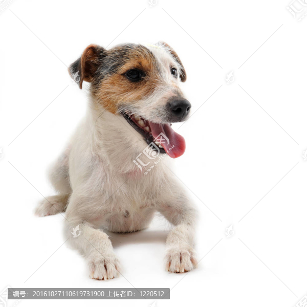 年輕的jack,russel梗