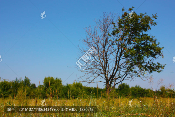 田野孤獨的樹